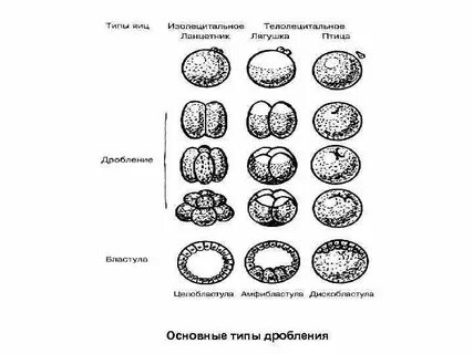 Дробление типы бластул