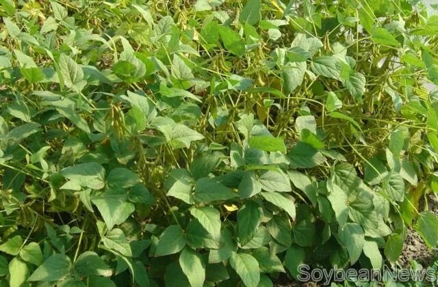 соя щетинистая. соя. стебель сои. соевые плантации. соя ньюс.