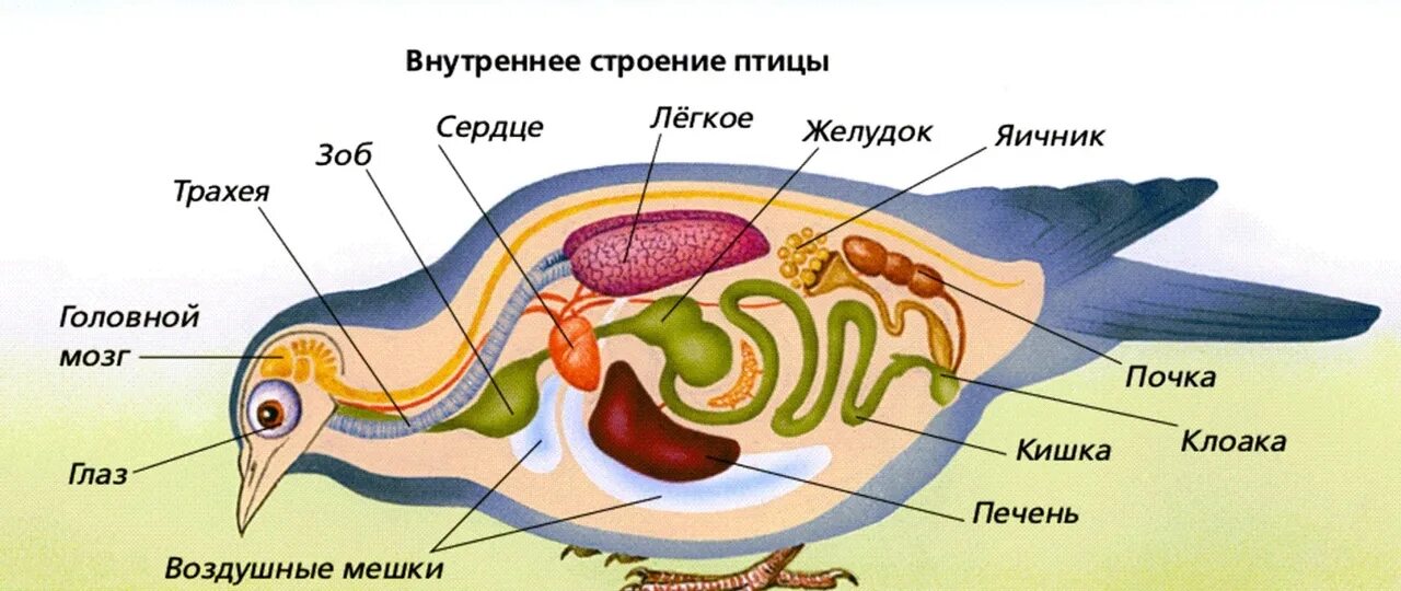 План внутреннего строения птиц. Внутренние органы птицы. Внутреннее строение птиц. Строение внутренних органов птицы. Внутреннее строение птицы схема.