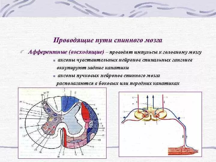 Проходящие пути спинного мозга. Проводящие пути спинного мозга таблица восходящие и нисходящие. Проводящие пути заднего канатика спинного мозга. Перечислите нисходящие проводящие пути спинного мозга.. Схема восходящих и нисходящих путей спинного мозга.