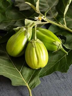 Плоды баклажана желтые почему