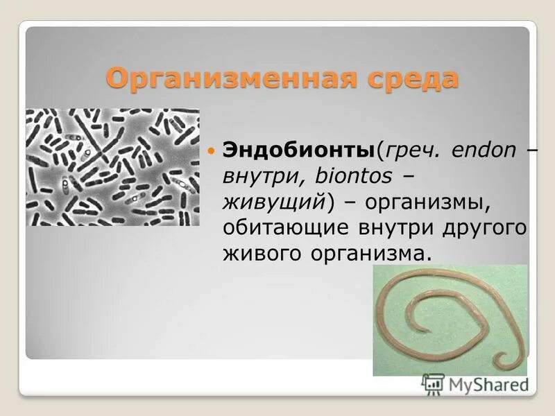 Презентация организменная среда 5 класс. Эндобионты среда обитания. Обитатели организменной среды. Живые организмы организменной среды.