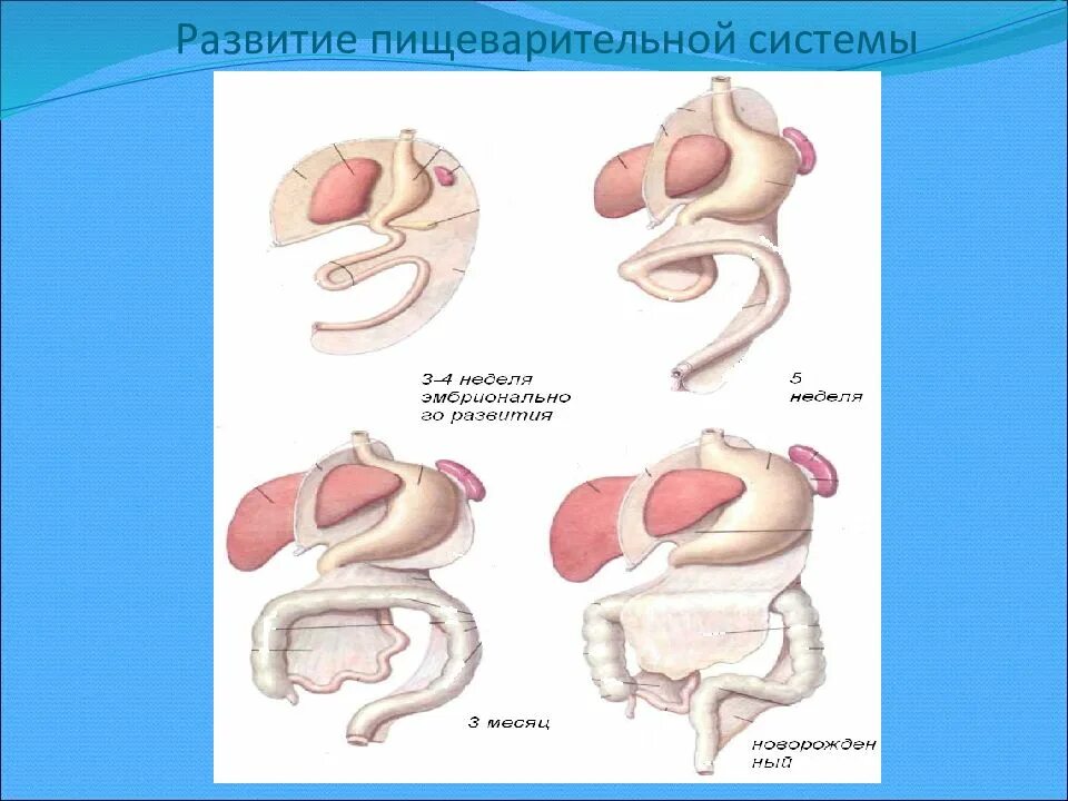 Формирование органов человека