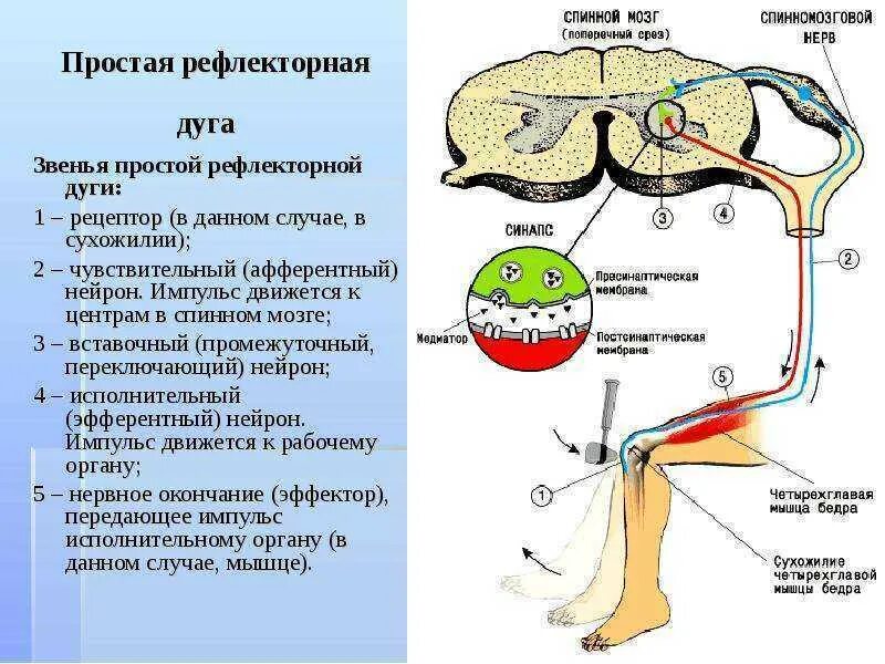 Установите правильную последовательность звеньев рефлекторной дуги. Схема рефлекторной дуги спинномозгового рефлекса. рефлекторная дуга спинного рефлекса. центры рефлекторной функции спинного мозга. строение рефлекторной дуги спинномозгового рефлекса физиология.