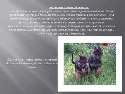 Немецкая овчарка описание породы характер