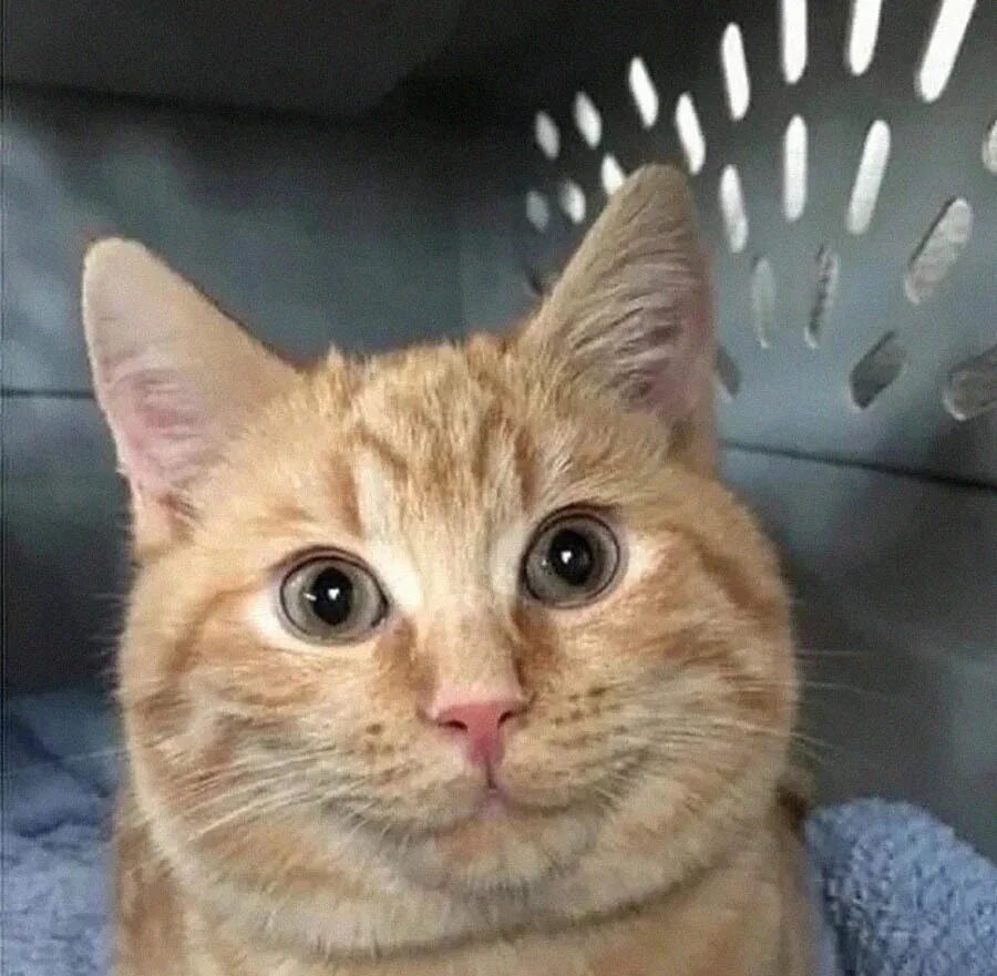 Чтобы что то объяснить тебе. Чтобы что то объяснить тебе