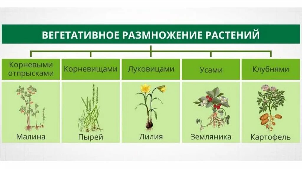 Какая стадия растения обеспечивает его бесполое размножение. Бесполое размножение растений. Бесполое размножение растений примеры. Половое и бесполовое размножение растений. Примеры размножения растений.