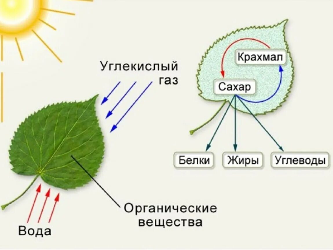 При дыхании растений образуются органические вещества. Схема процесса фотосинтеза. Схема фотосинтеза у растений. Процесс фотосинтеза у растений схема. Процесс фотосинтеза рисунок.