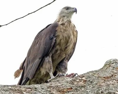 Красная книга Алтайского Орлан-Долгохвост (Haliaeetus leucoryphus)