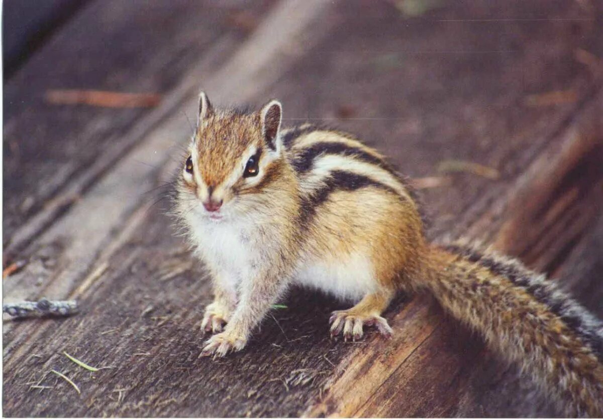 бурундук сибирский окрас. маленьких бурундучков. бурундук домашний. детеныш бурундука. бурундук дальневосточный.