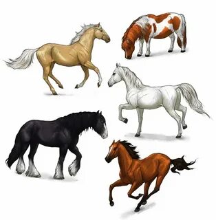 How horse