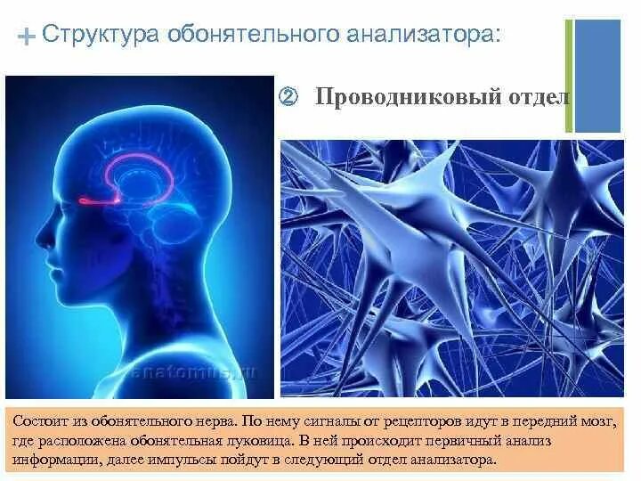 Обонятельный анализатор. Проводниковая часть обонятельного анализатора. Проводниковый отдел обонятельного анализатора картинки. Обоняние проводниковый отдел. Проводниковый отдел анализатора состоит