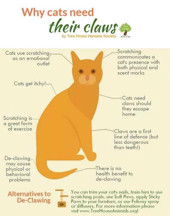 What did the first cat do after. Кошка инфографика. кошки в английском they или it. инфографика кошка и мышь.