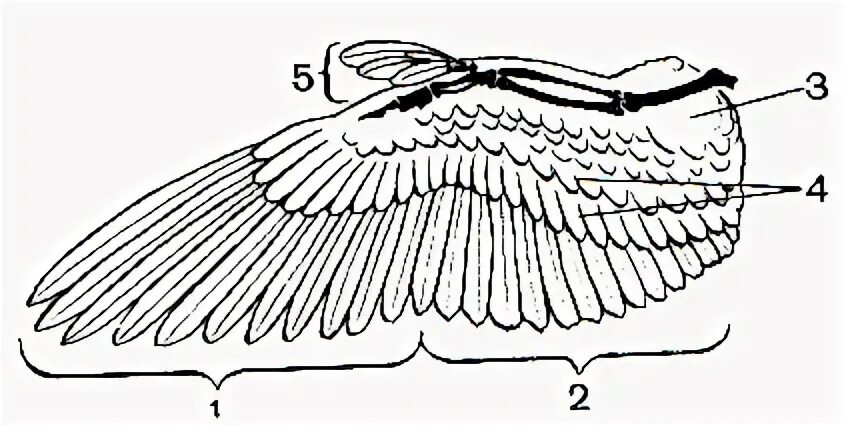 Перьевой Покров птиц схема. Строение покровного пера птицы. Строение крыла птицы схема. Строение крыла сизого голубя.