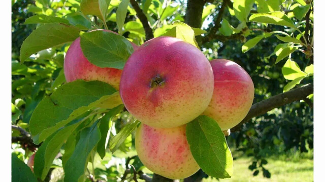 Яблоня malus domestica. Мартовские яблоки сорт. Яблоня мартовское фото. Яблоня ренет черненко. Яблоня мартовское фото.