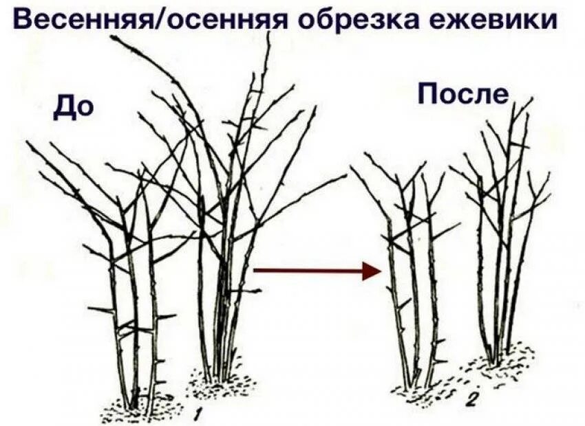 Формировка куста ежевики. Весенняя обрезка ежевики бесшипной. Обрезка бесшипной ежевики весной. Схема обрезки ежевики весной. Как ухаживать за ежевикой весной