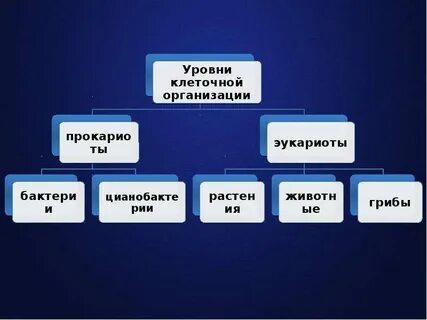 Клеточный уровень организации кратко