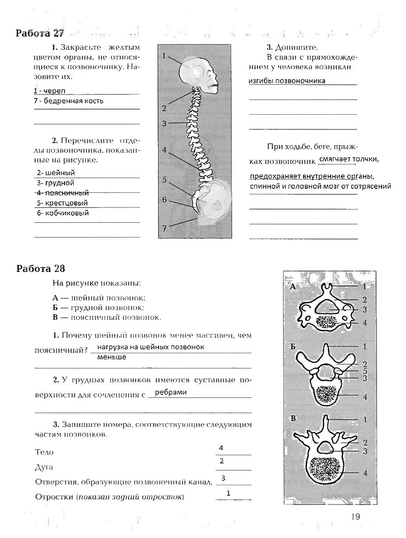 Драгомилов тесты 8 класс. Драгомилов 8 кл. Биология. Человек. Рабочая тетрадь 1. Биология 8 класс Автор драгомилов. Учебник биология 8 класс драгомилов 3 лабораторная.