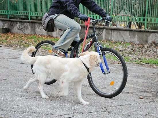 Собака на велосипеде. Собака на велосипеде с хозяином. Собака катается на велосипеде. Велосипедист с собакой. Ride steps