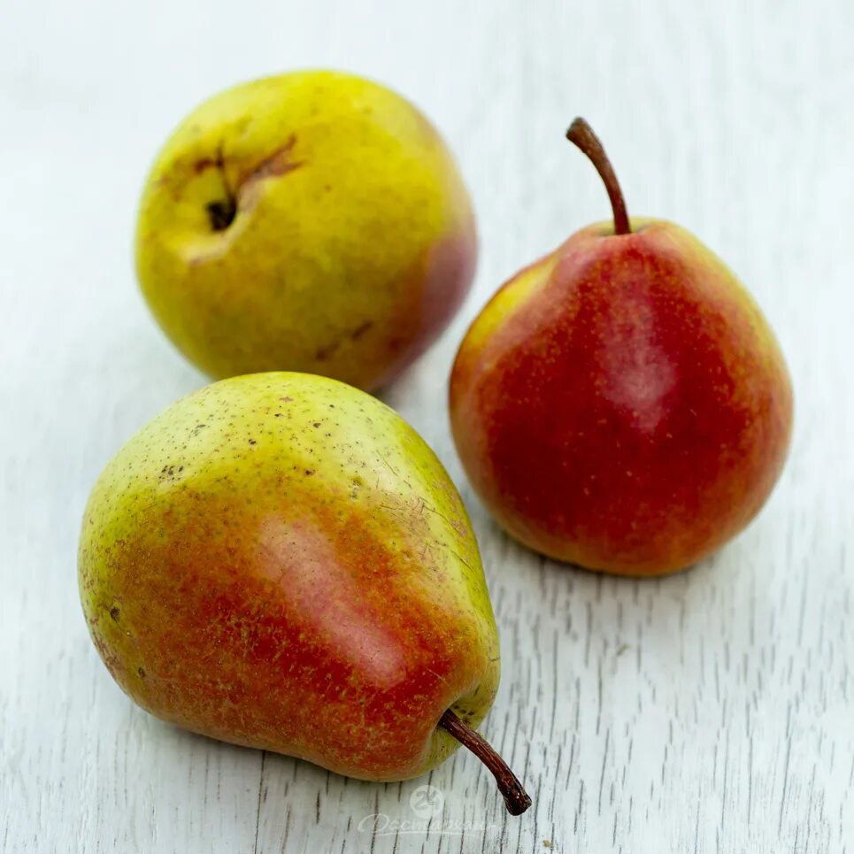 Груша сорт чусовая. Сорт груши лесная красавица. груша лесная pyrus. груша лесная красавица дерево. карликовая груша лесная красавица.
