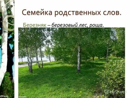 Слово березняку