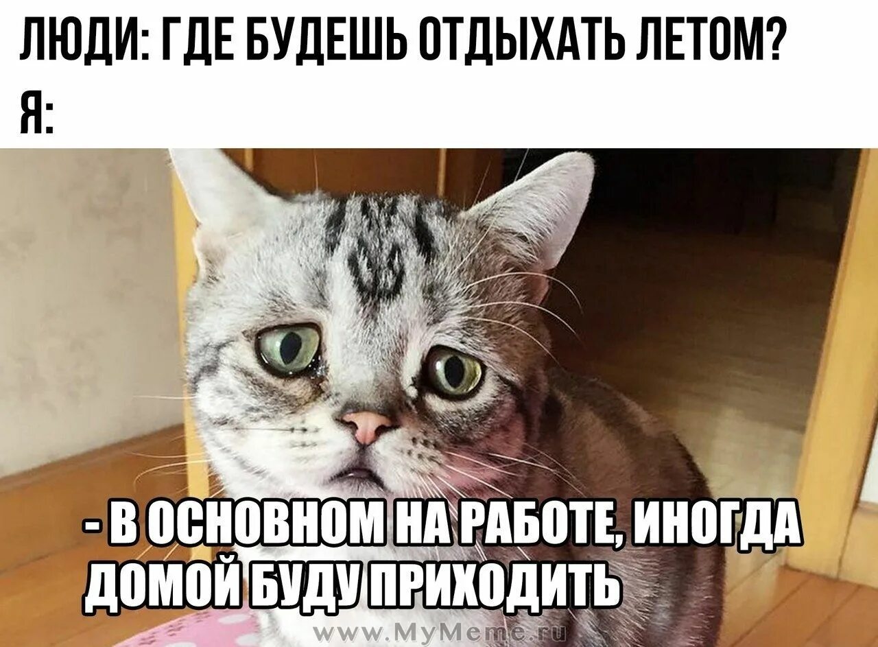 Где будешь отдыхать этим летом в основном на работе. Где вы будете отдыхать этим летом на работе. Мемы про котов. Мемы про работу смешные. Где я был за неделю