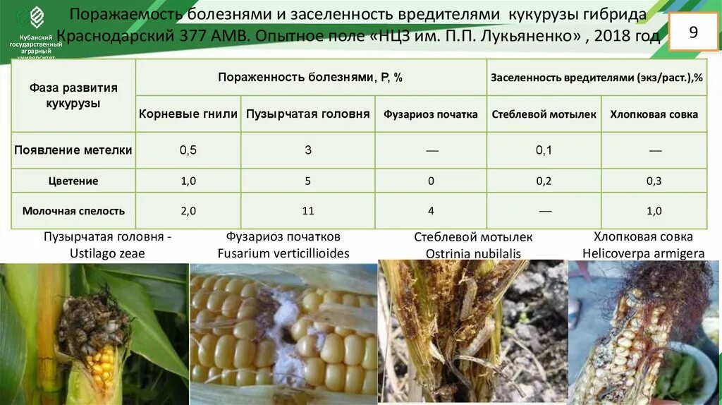 Против кукурузы. Вредители кукурузы. болезни кукурузы. совки на кукурузе. хлопковая совка на кукурузе.