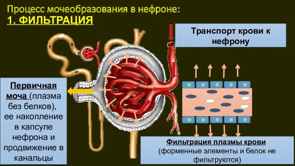 Механизм фильтрации в нефроне. Мочевыделительная система строение нефрона. Строение нефрона почки фильтрация. Капсула нефрона процесс фильтрации крови.