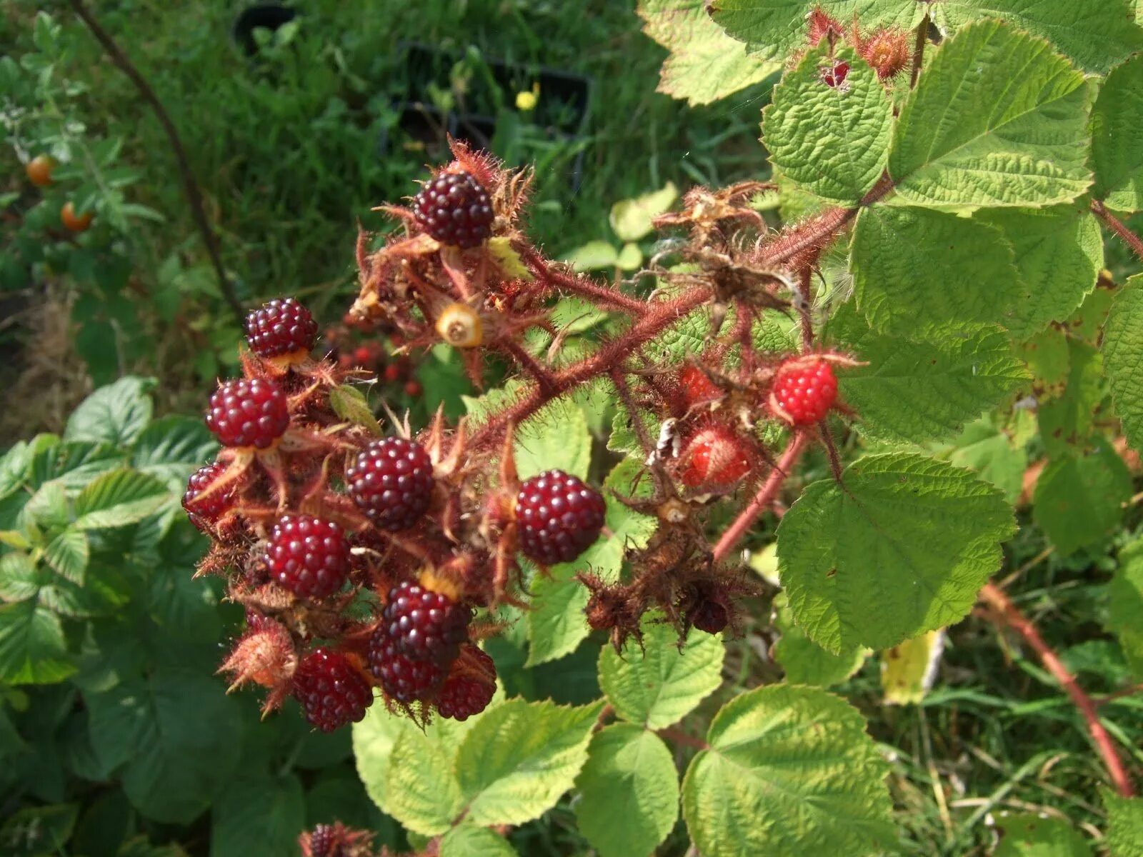 Малина пурпурноплодная (японская). Малина японская Rubus phoenicolasius. Ежемалина тибетская. Малина Rubus spectabilis.