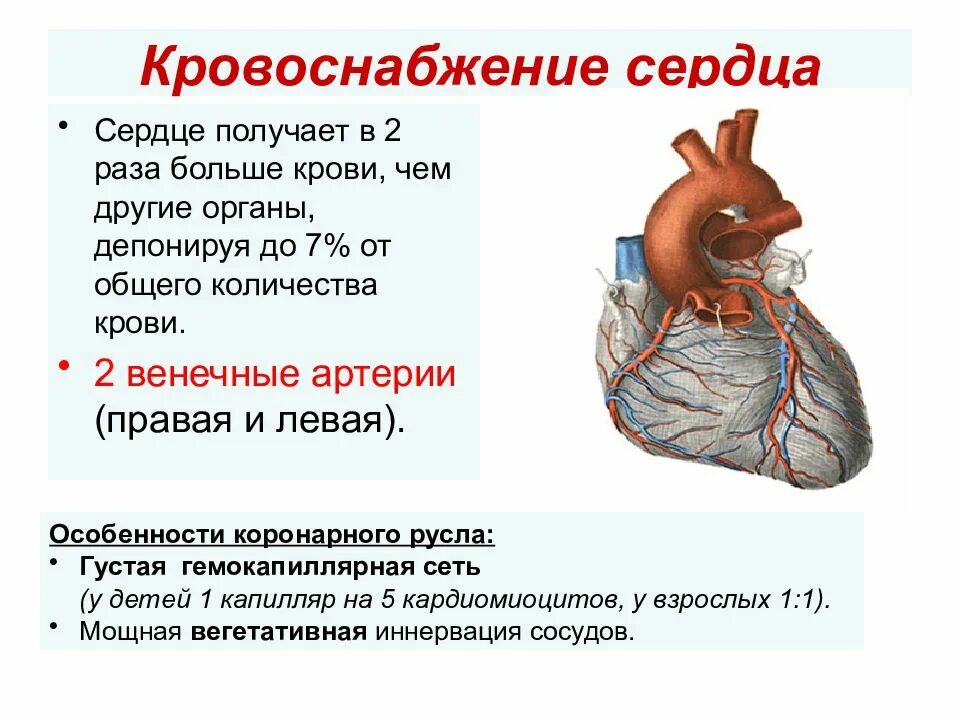 Коронарные артерии сердца что кровоснабжают. Кровоснабжение сердца анатомия схема. Кровоснабжение правого желудочка сердца. Кровоснабжение и иннервация сердца анатомия. Сердечная деятельность кровообращение