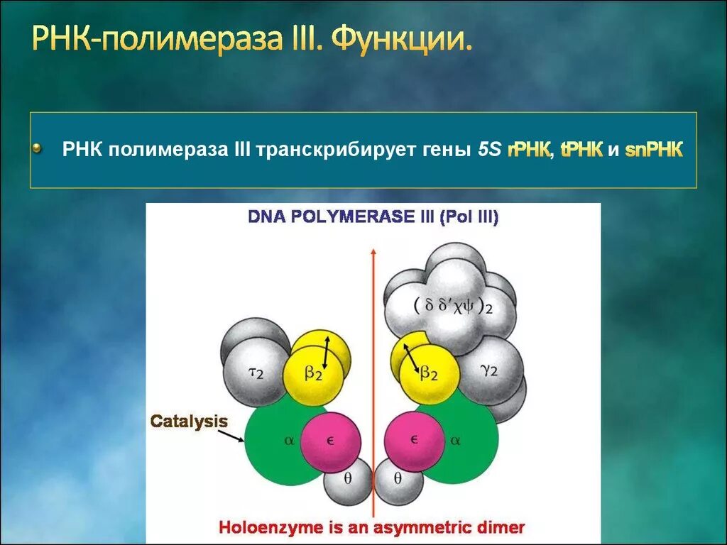 Функция РНК полимеразы 3. РНК полимераза прокариот строение. Функции РНК полимеразы 1 2 3. Строение РНК полимеразы у эукариот.