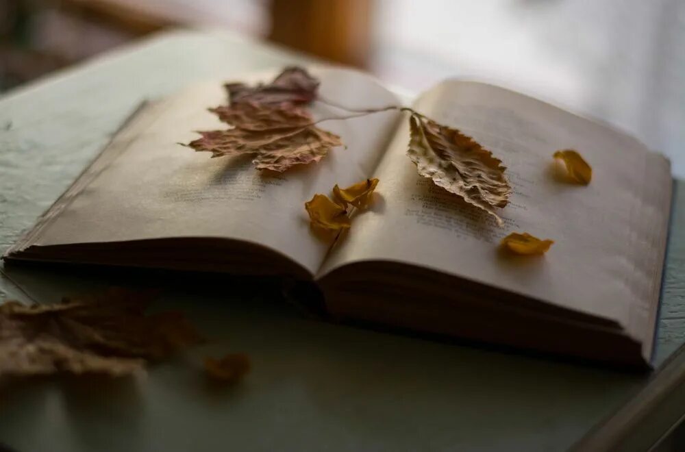 Купить осень книга. Книга и осенние листья. Лист книги. Книжный листочек. Осенняя книжечка.