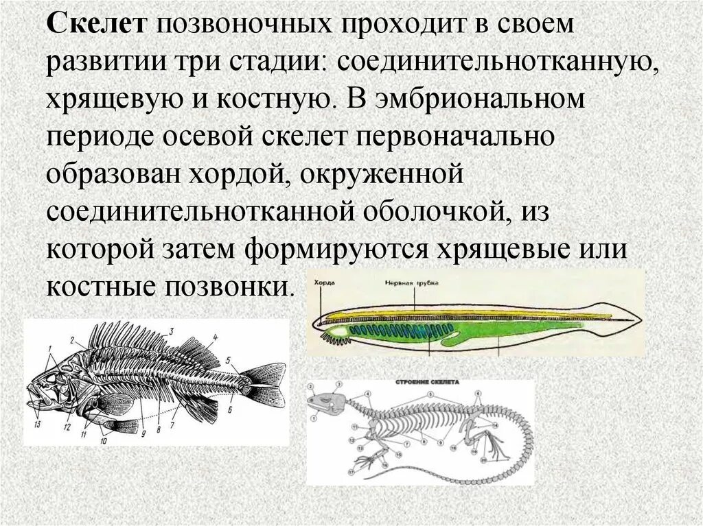 Хорда скелет. Скелет хордовых. Осевой скелет хордовых. Строение нервной системы хрящевых рыб.