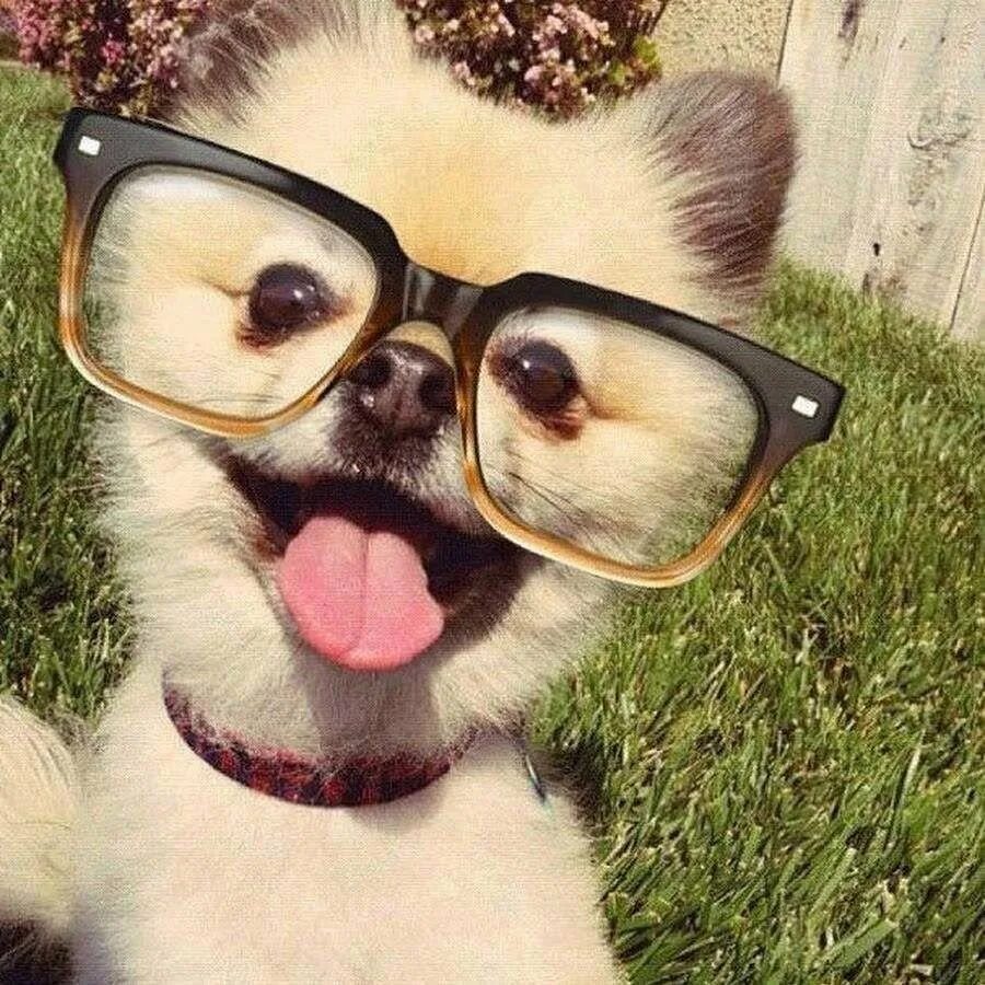 Собака в очках. Крутая собака. Крутые животные.