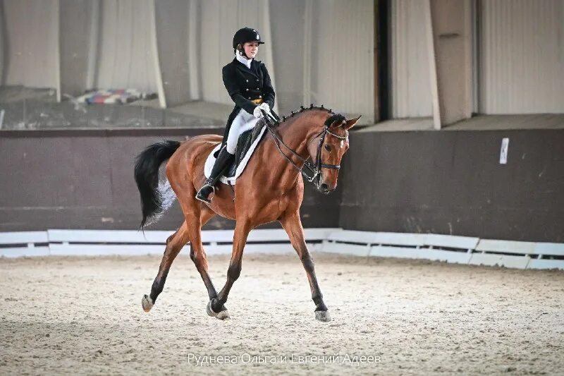 конная школа "аллюр". оусц планерная конный спорт. кск сокольники конюшня. кск сокольники конюшня. тренер выездка кск урожай.