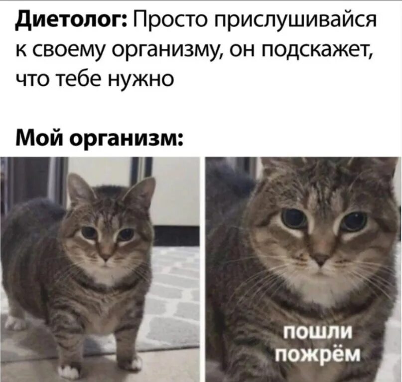 Пошли пожрем кот. Котик пойдём пожрём. Пошли пожрем кот Мем. Открытка пошли пожрём.