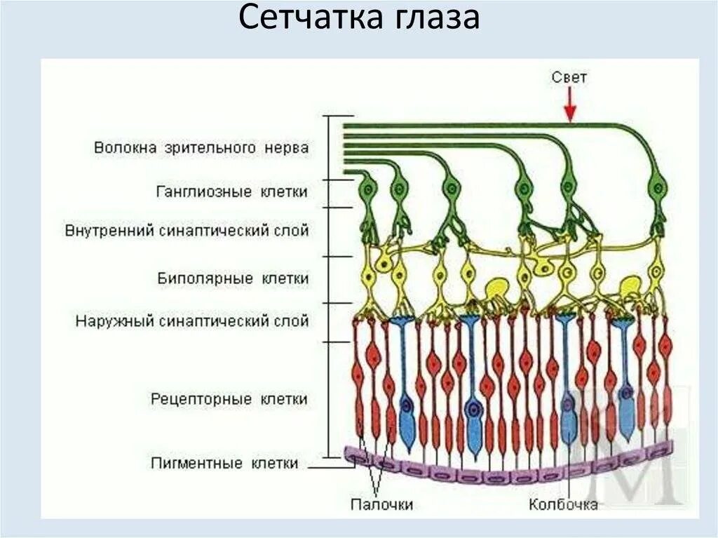 Сетчатка функции кратко