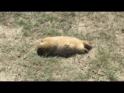 Чешский охотник тг