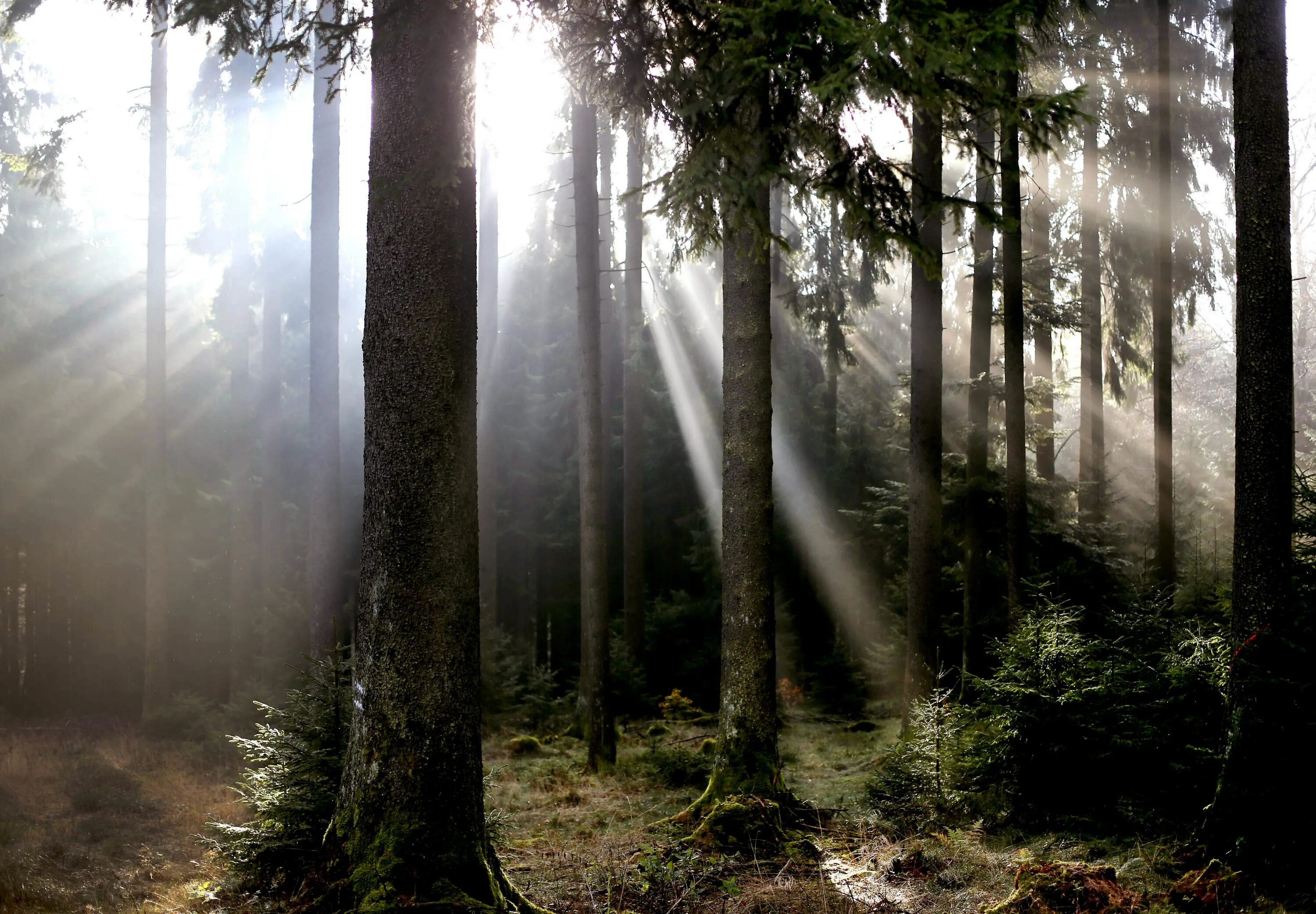 Северный лес Ambient. Изменение климата и лес. German Forest. Включи фотографии которые леса изменилось. Изм лес