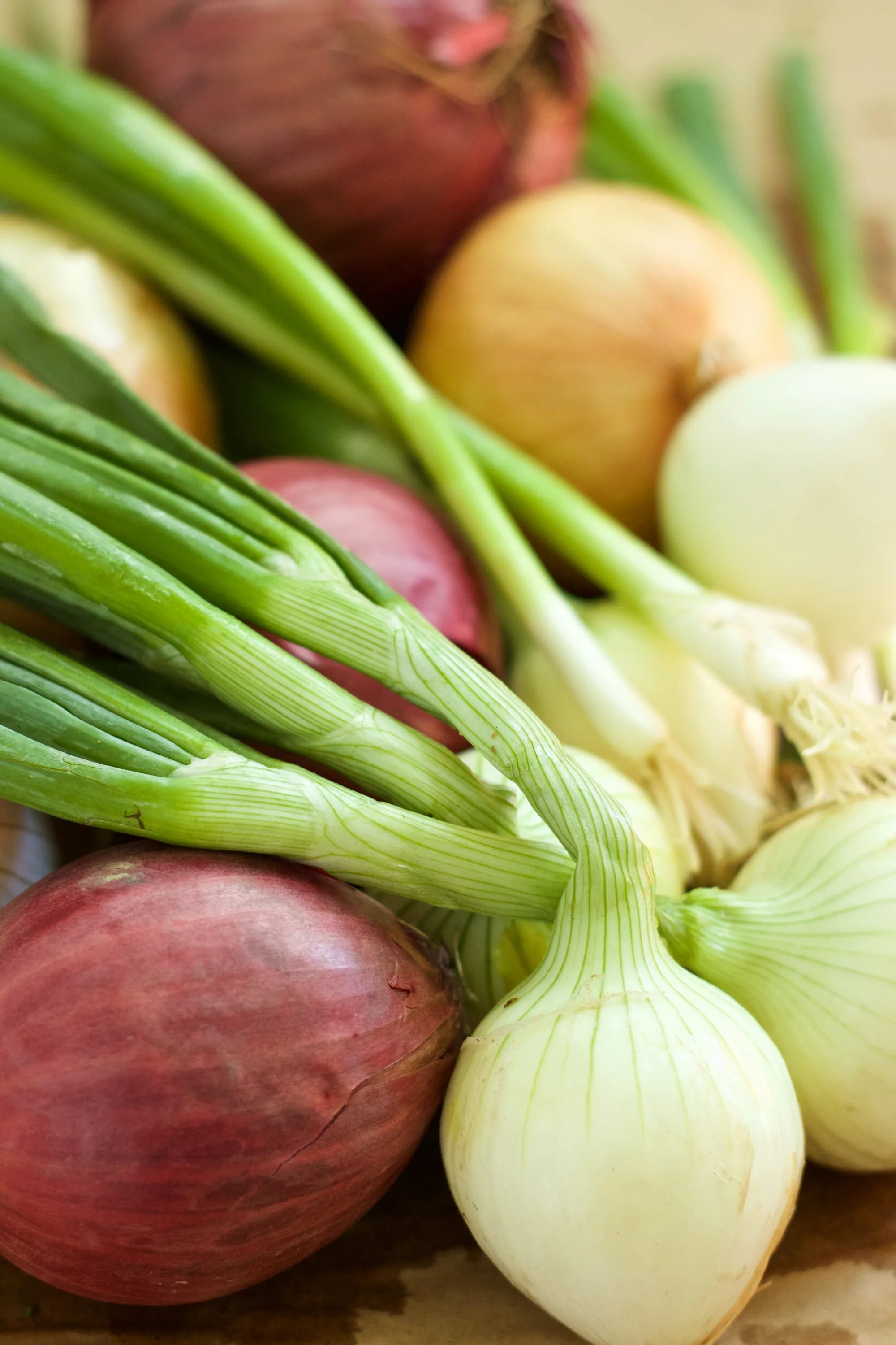 Mixed onion. Лук (репчатый, шалот, порей, шнитт-лук, порей). Лук шалот на зелень. Лук-шалот корнеплоды. Лук Онионс.
