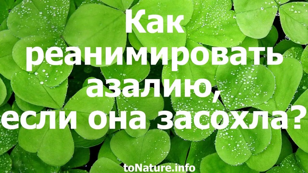 Как реанимировать азалию. Как оживить азалию цветы?.