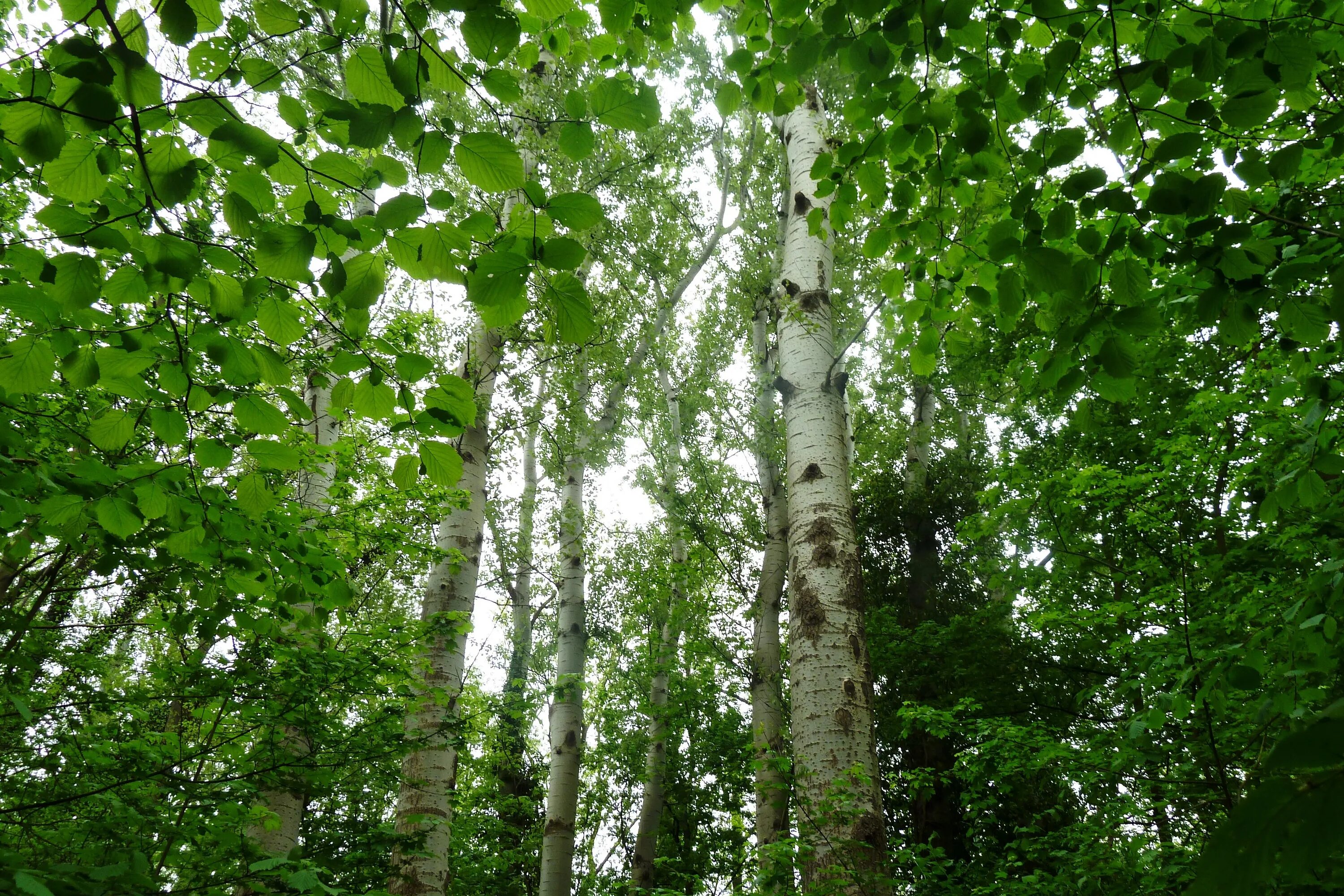 Березовое дерево фото Outdoor Maple Tree 3D model CGTrader