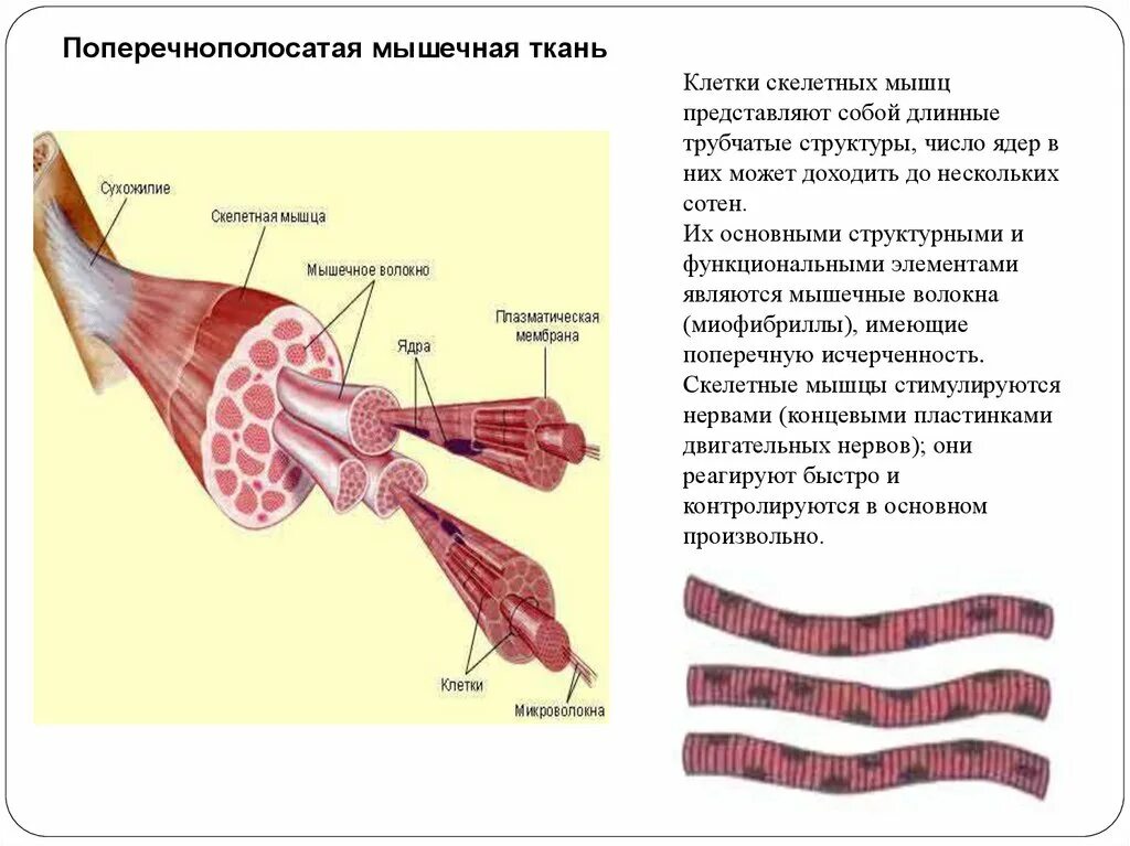 Поперечнополосатая скелетная мышечная ткань особенности строения. Строение поперечно полосатой мышцы. Поперечно-полосатая Скелетная мышечная ткань. Поперечно полосатая Скелетная ткань строение. Схема поперечно полосатого мышечного волокна.