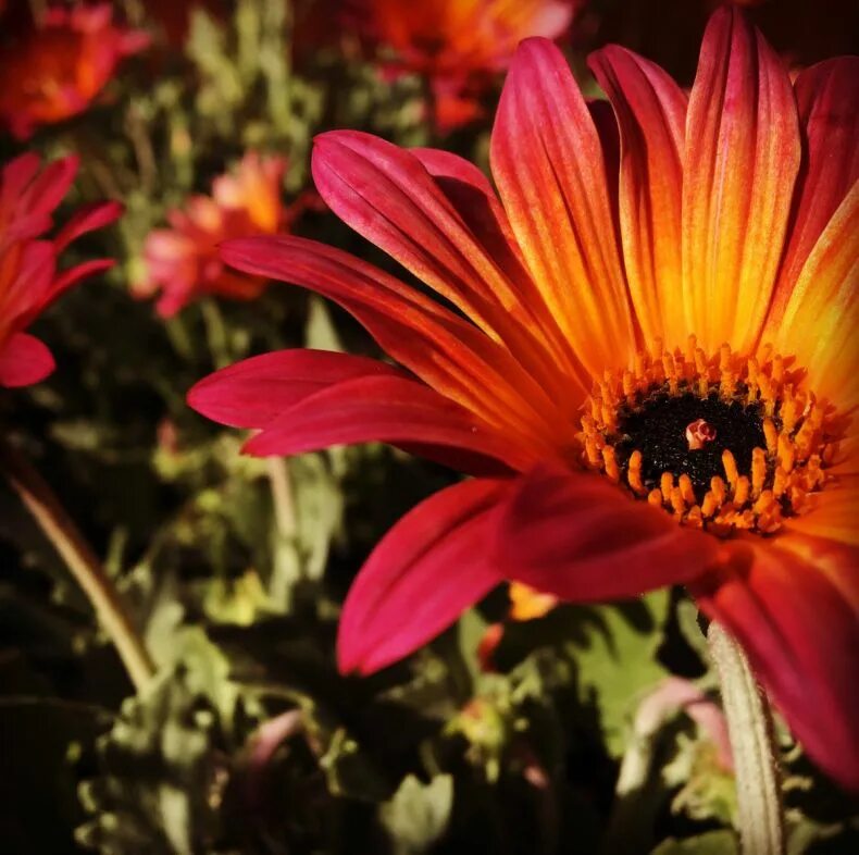 Диморфотека однолетник. Арктотис и гацания. Арктотис выращивание. Арктотис выращивание. Арктотис гибридный арлекин.