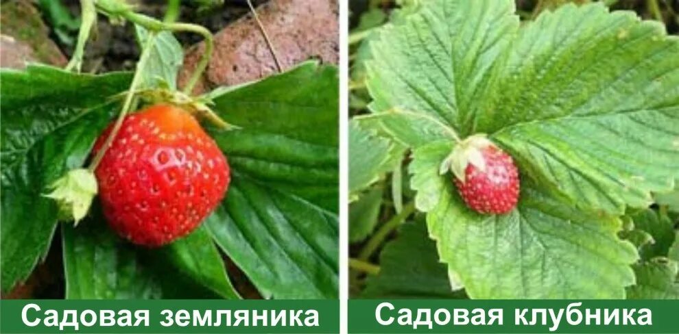Виктория и клубника в чем разница - Вопросы и ответы
