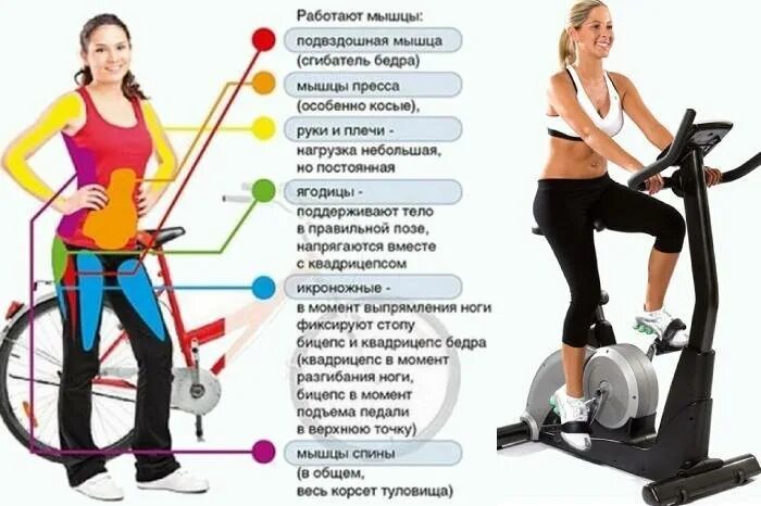 Велосипед какие мышцы работают у женщин. Тренажер эллипс группы мышц. Эллипсоид тренажер мышцы задействованы. Тренажер эллипсоид тренировка для похудения. Какие мышцы работают на велотренажере.