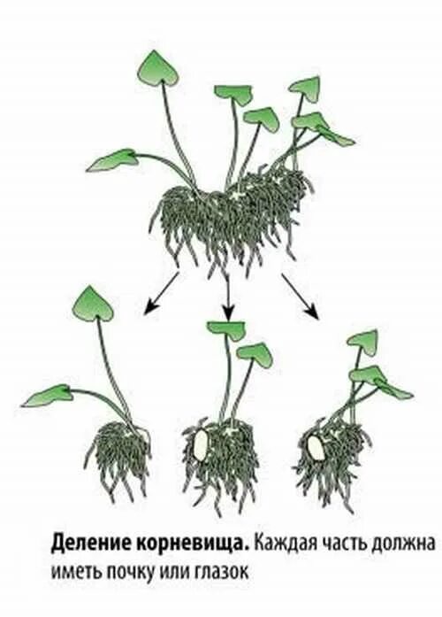 Деление корневища. Деление корневищ. Корневище растения. Цветы размножающиеся корневищами. Размножение корневищами схема.