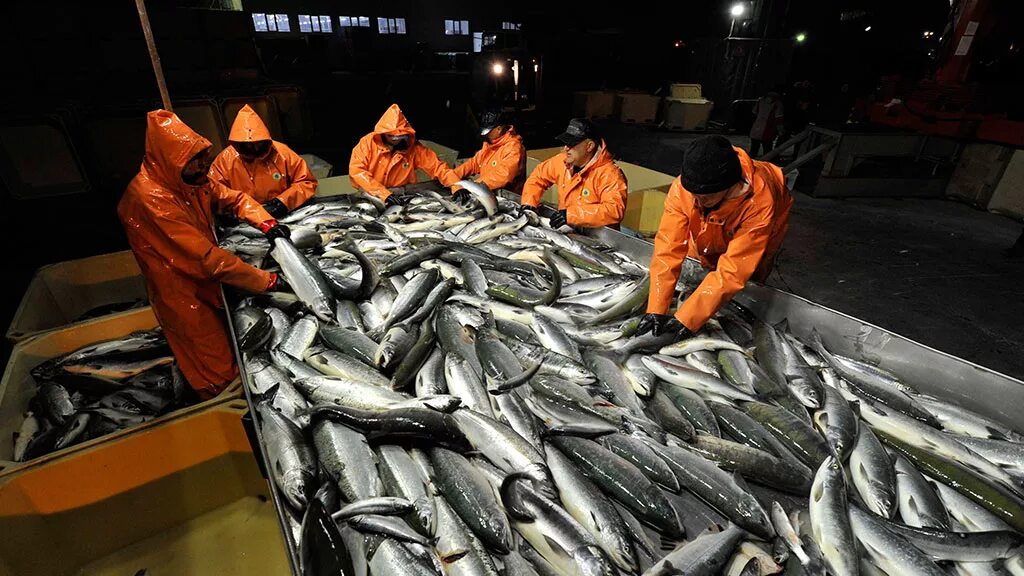 Поставка рыбы. Рыболовство продукция. Рыбный прилавок. Рыба и морепродукты. Рынок морепродуктов.