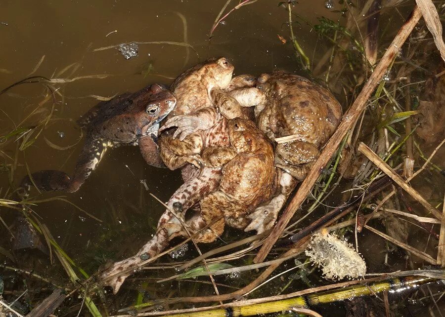 Как спариваются лягушки. Лягушка на лягушке спаривание. Как спариваются лягушки. Жабы спариваются. Как спариваются лягушки.