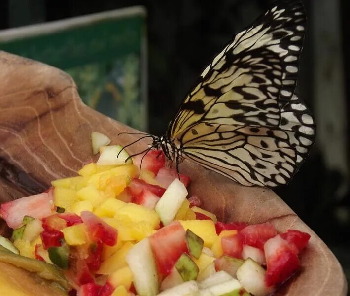 Бабочка на фруктах. Что едят бабочки. Питание бабочек. Бабочка питается фруктами. Чем питаются бабочки в домашних